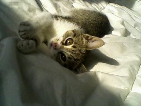 Lucky un petit chat que nous avons r�cup�r�!